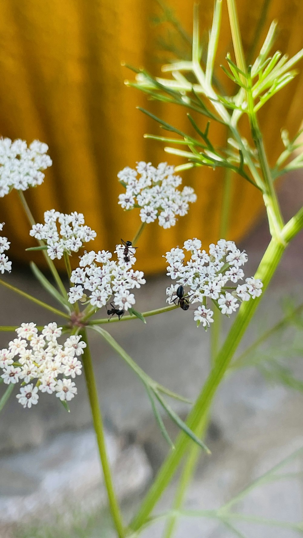 a bunch of white flowers sitting on top of a green plant