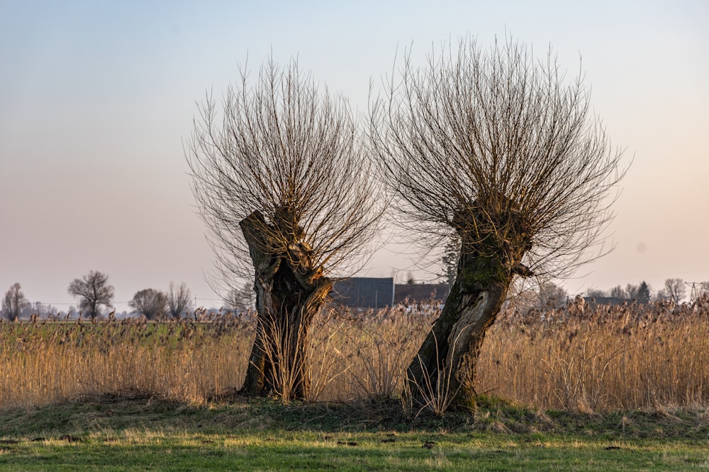 a couple of trees that are standing in the grass