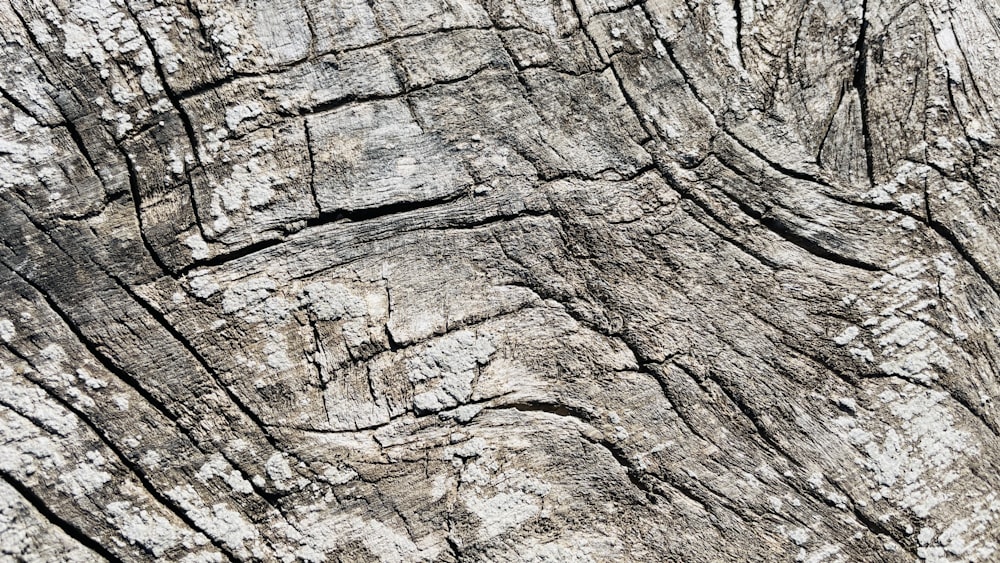 Vue rapprochée d’un tronc d’arbre