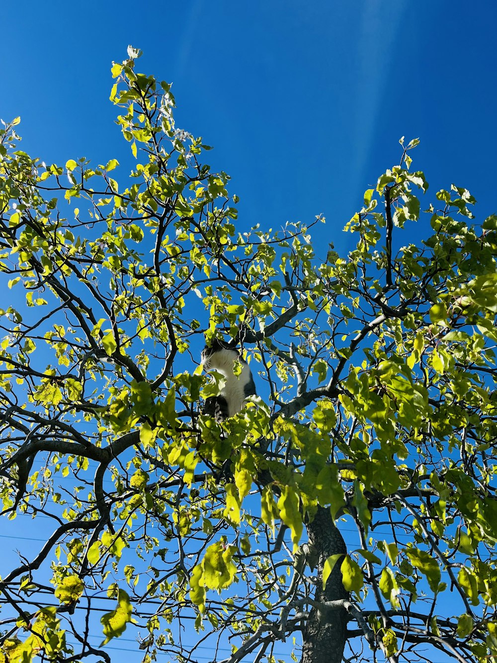 a bird is sitting in a tree with leaves