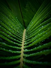 a green leaf with water droplets on it