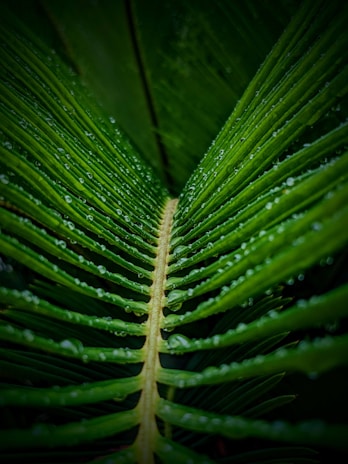 a green leaf with water droplets on it