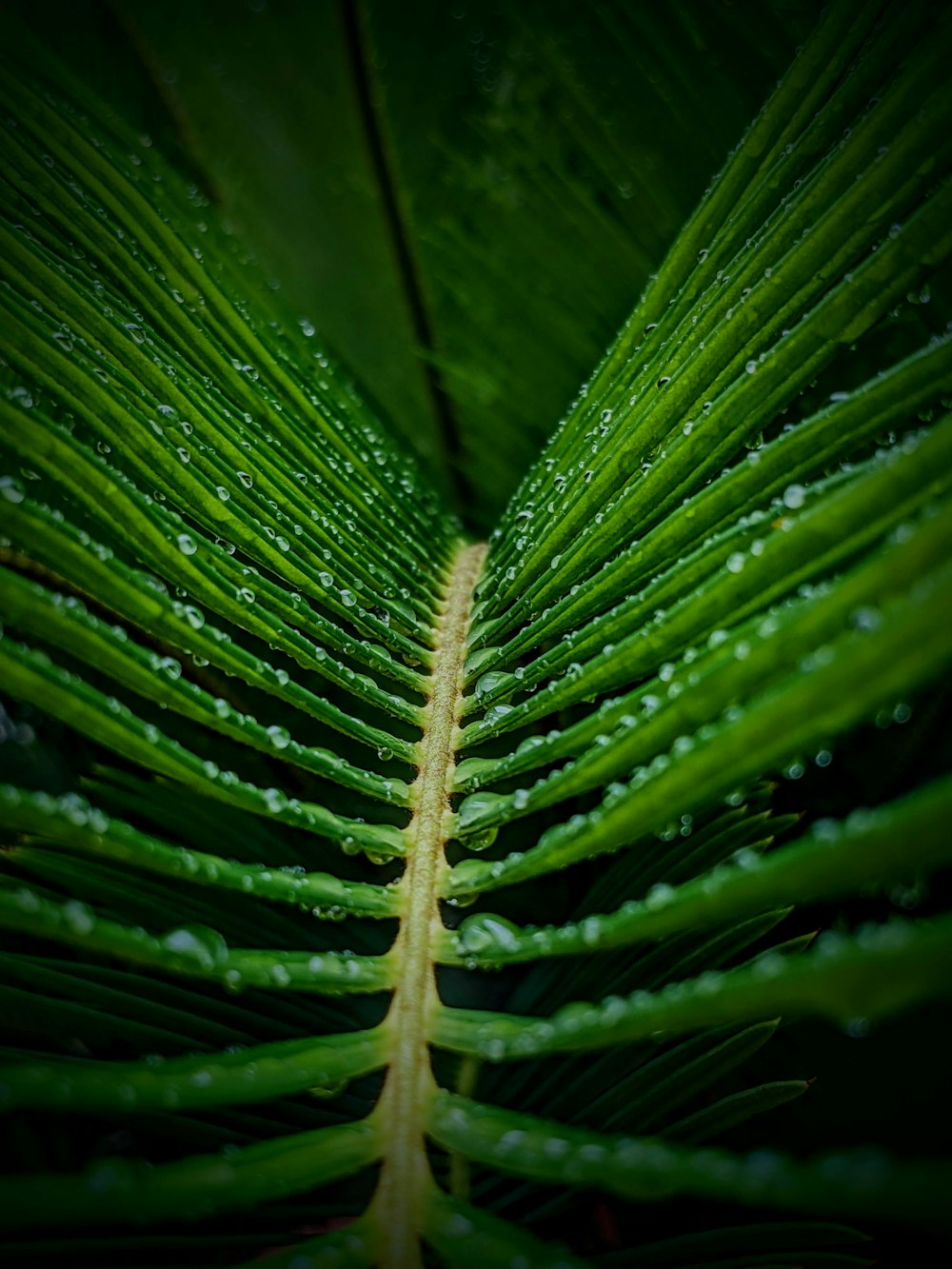 a green leaf with water droplets on it