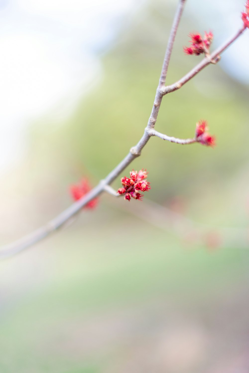 a small branch with red flowers on it