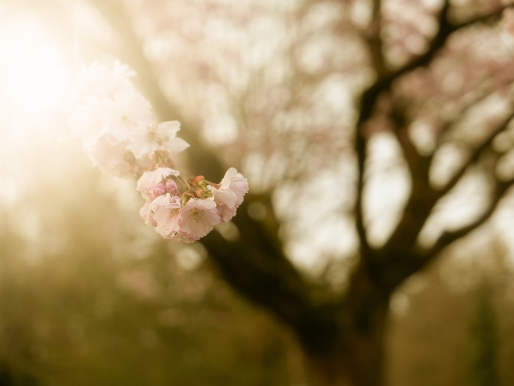 a branch of a tree with pink flowers