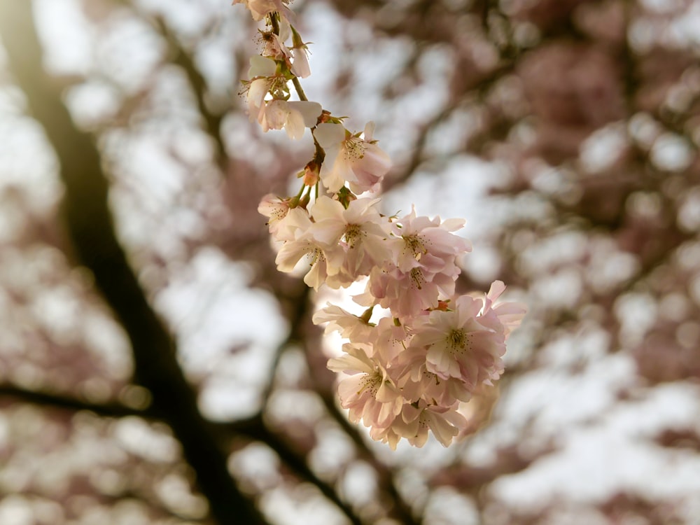 a close up of a tree with pink flowers