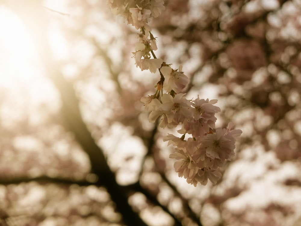 a branch of a cherry blossom tree with the sun in the background