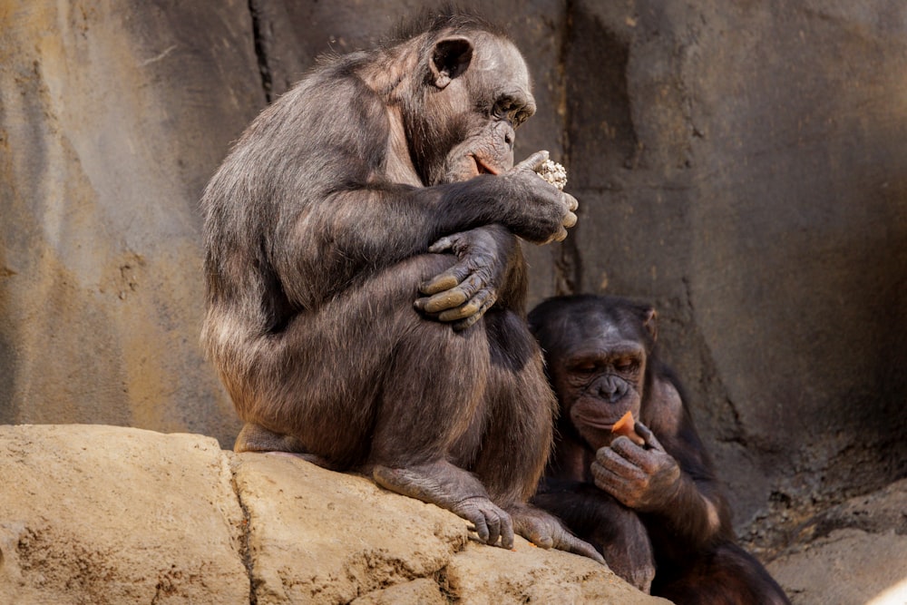 a couple of monkeys sitting on top of a rock