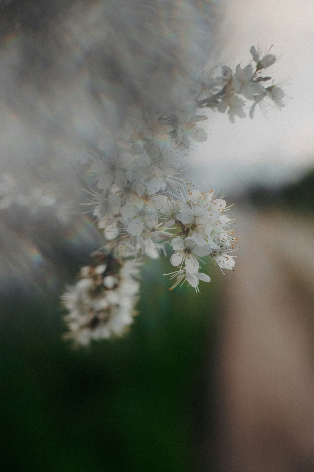 a close up of a flower with a blurry background