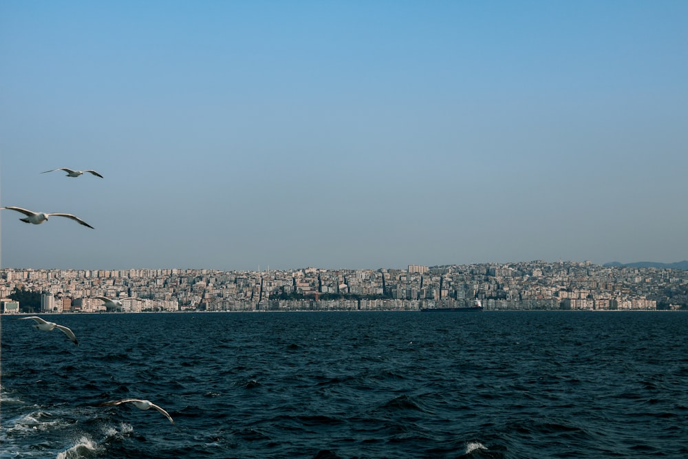 three seagulls flying over a body of water with a city in the background