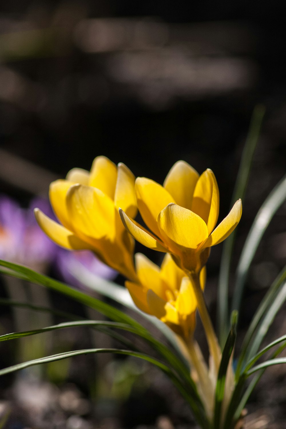 a close up of a yellow flower on a plant