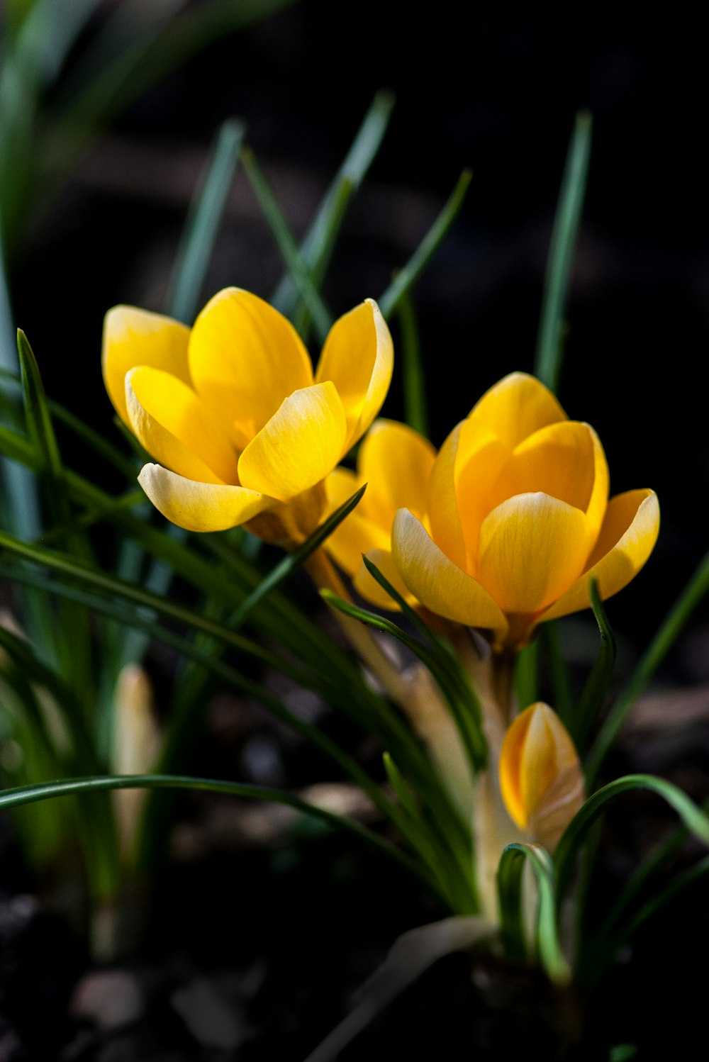 a group of yellow flowers sitting on top of a lush green field