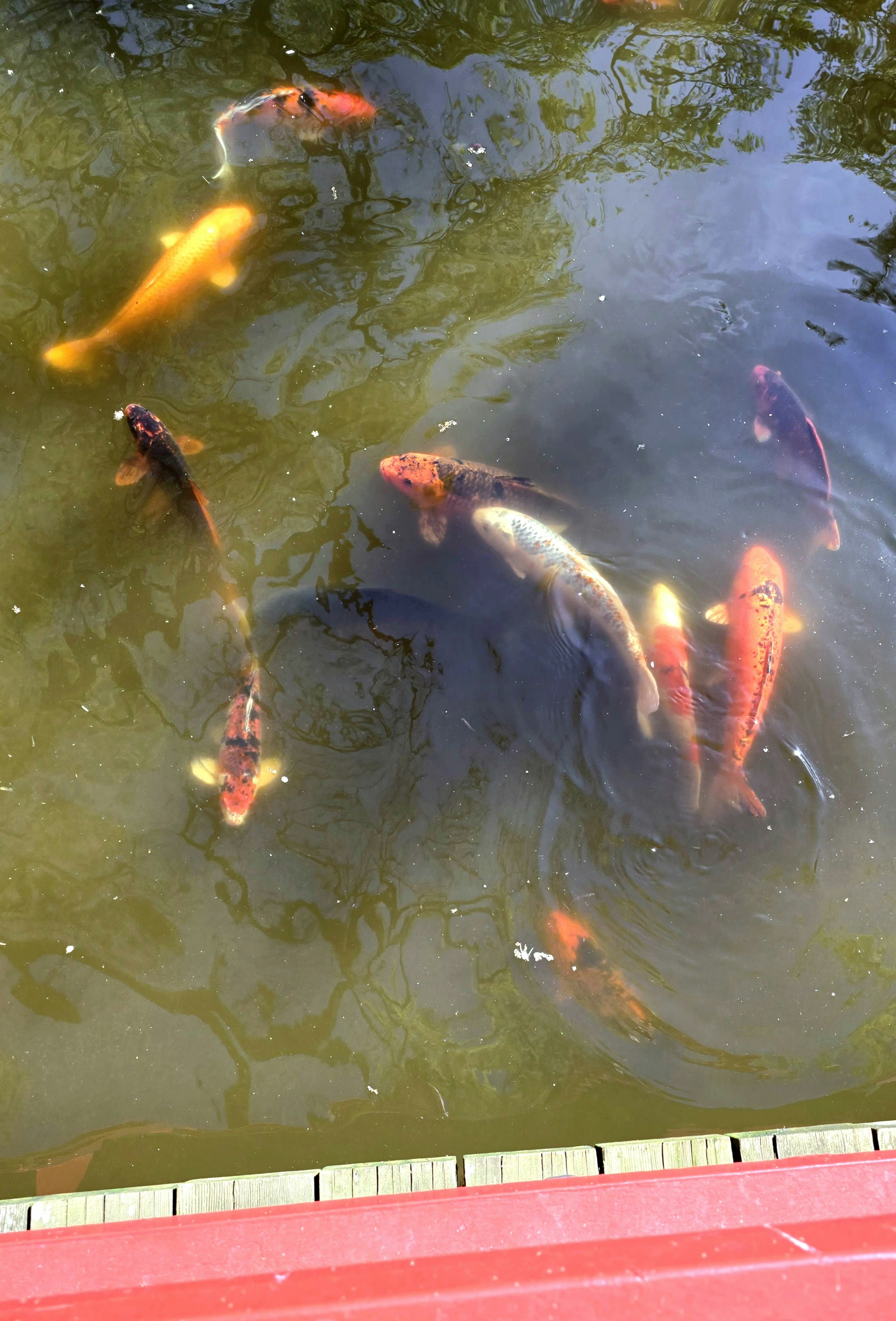 Photo by mandyblue22