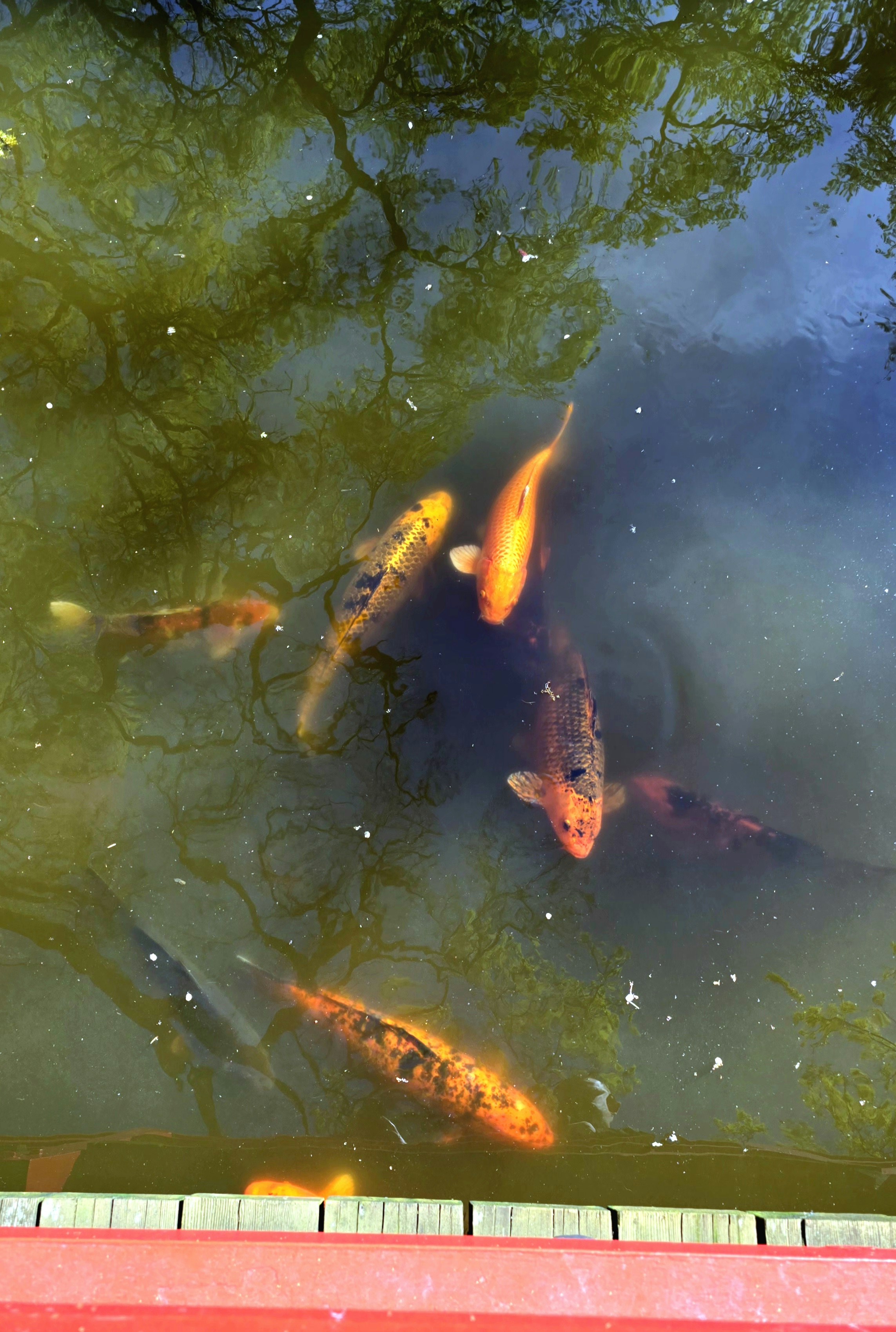 Photo by mandyblue22