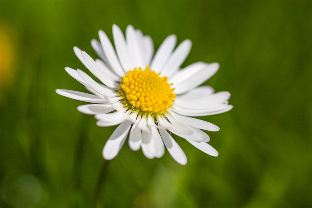 a close up of a white and yellow flower