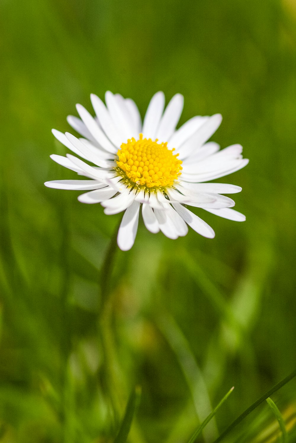 a close up of a white flower with a yellow center