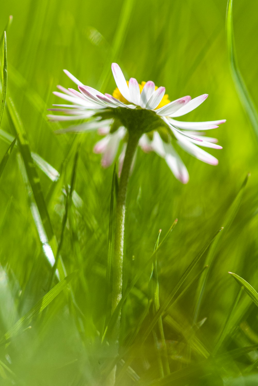 a close up of a flower in the grass