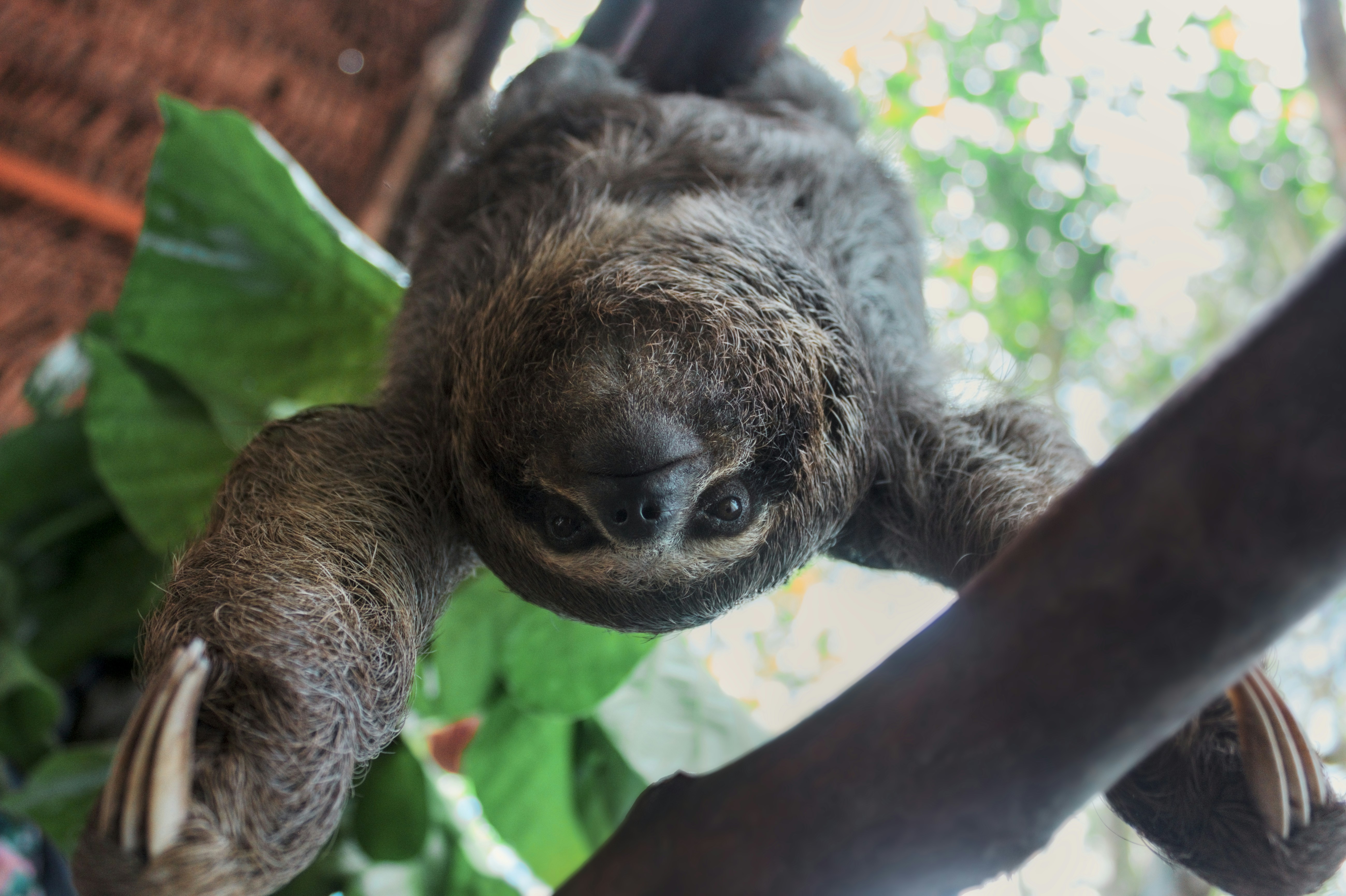 A baby sloth hanging upside down on a branch