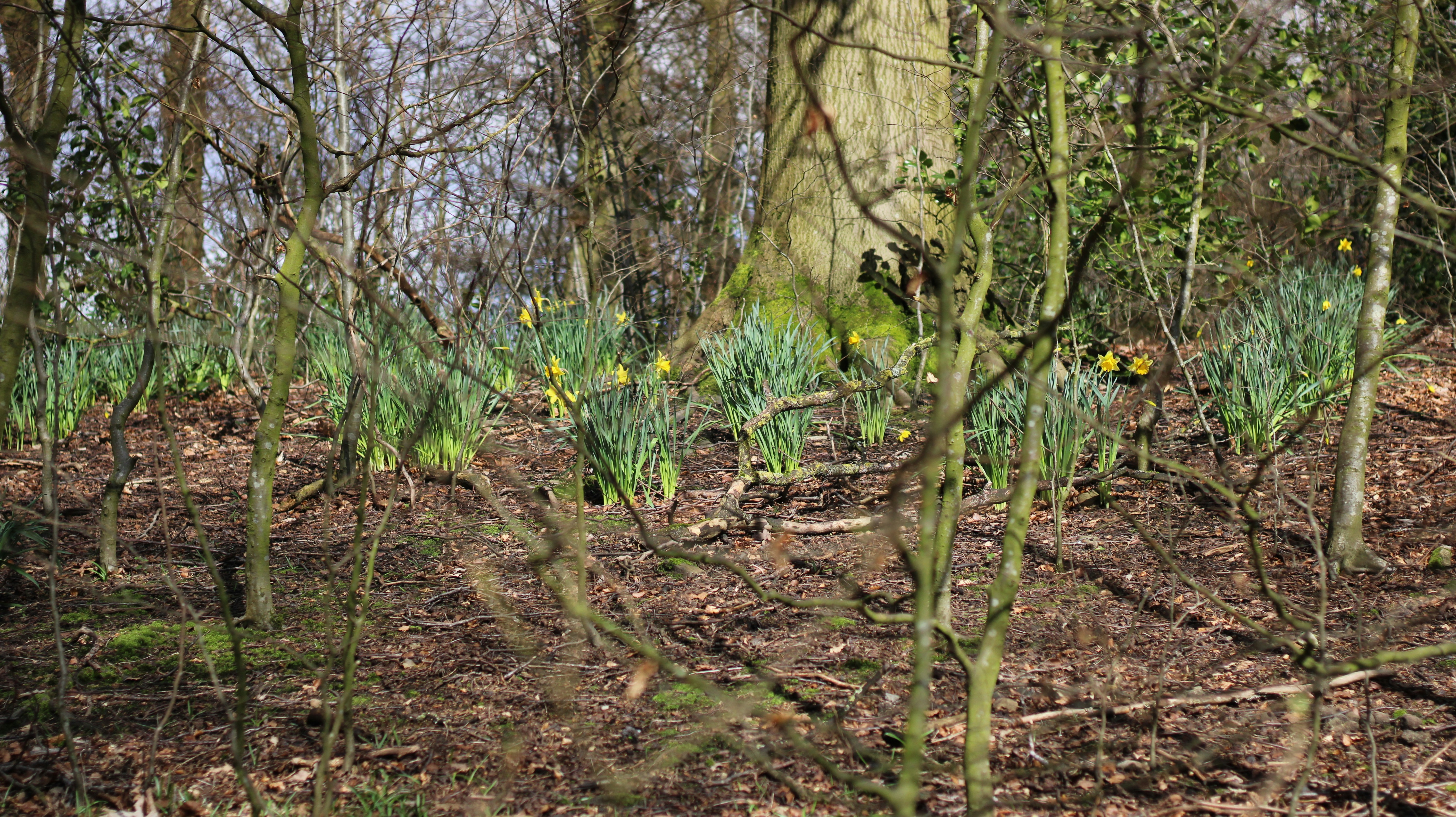 una foresta piena di alberi e fiori