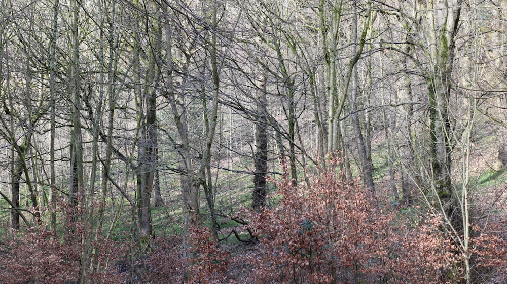 a group of trees in a wooded area