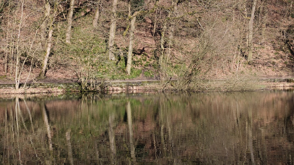 a body of water with trees in the background