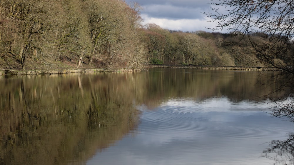 a body of water surrounded by trees