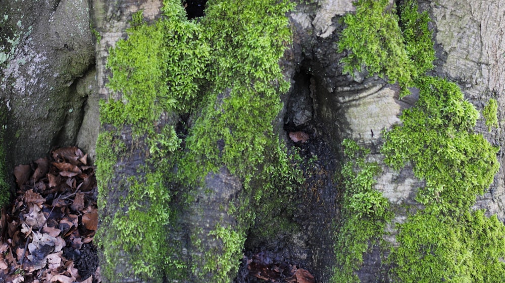 a close up of a tree with moss growing on it