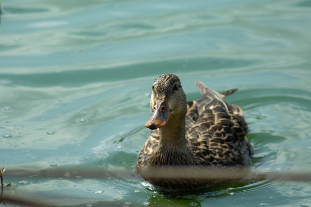 Un canard nage dans l’eau