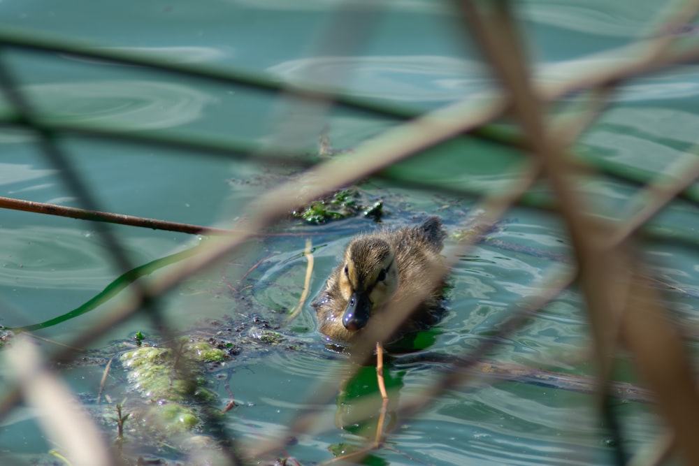 a duck swimming in the water with a green leaf in it's mouth