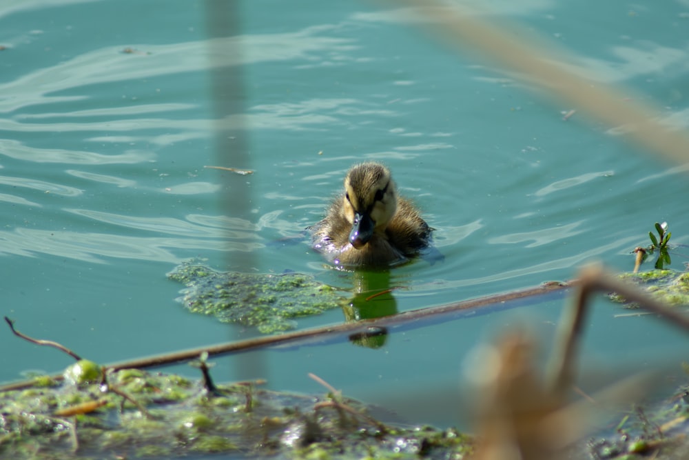 a duck is swimming in a pond with algae