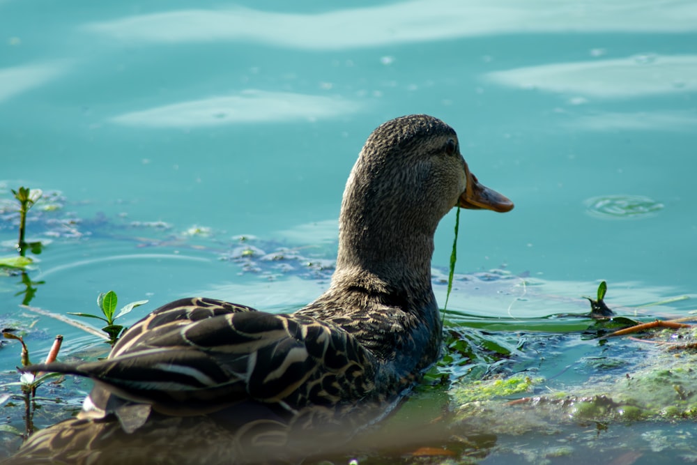 a duck floating on top of a body of water