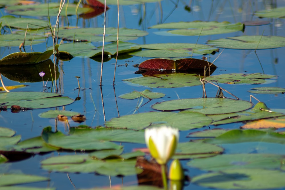 a pond with lily pads and water lillies