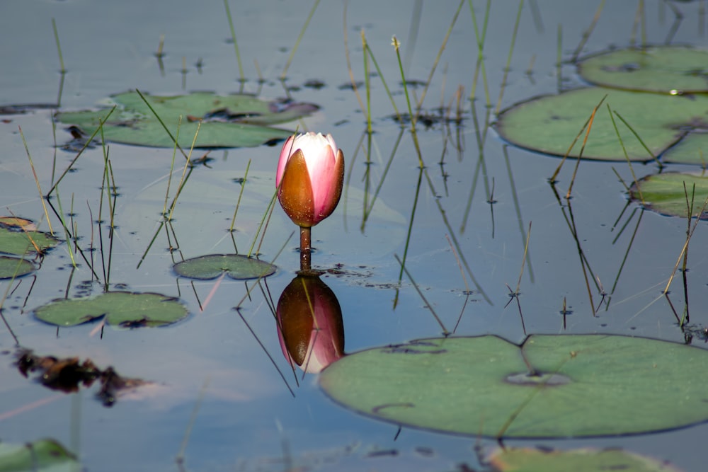 a pink and white flower sitting on top of a lake