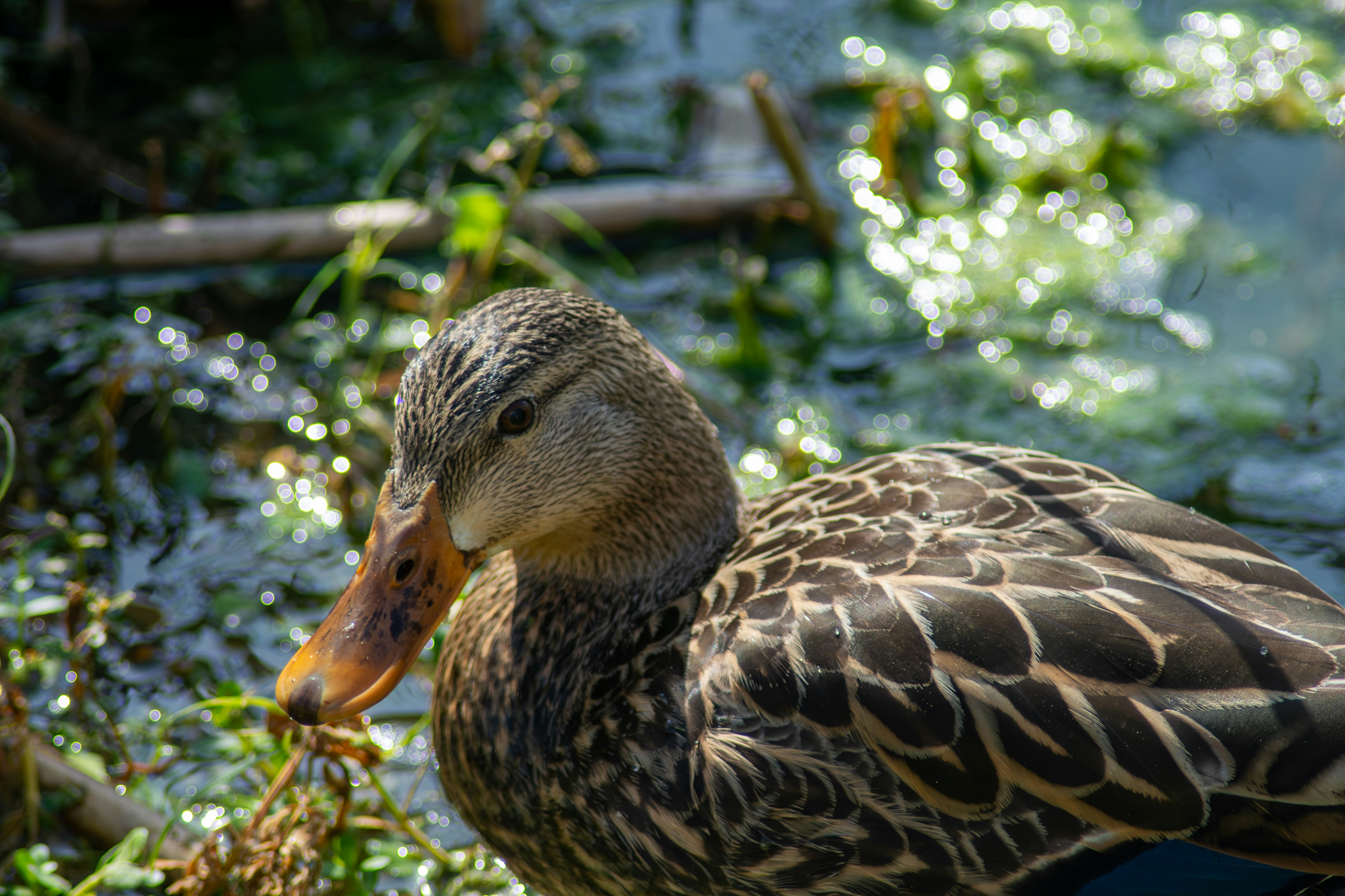 Photo by astro_civil