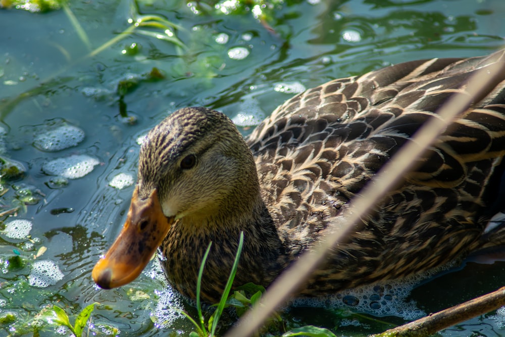 a duck is swimming in a pond of water