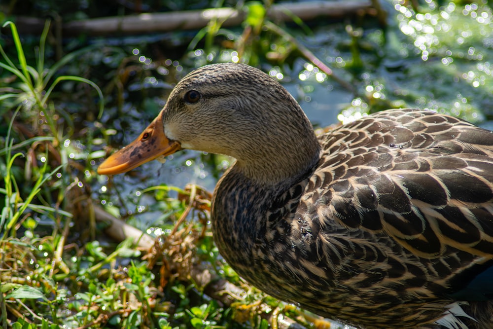 a close up of a duck in a body of water
