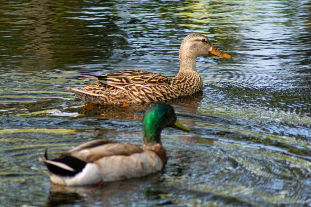 a couple of ducks floating on top of a lake