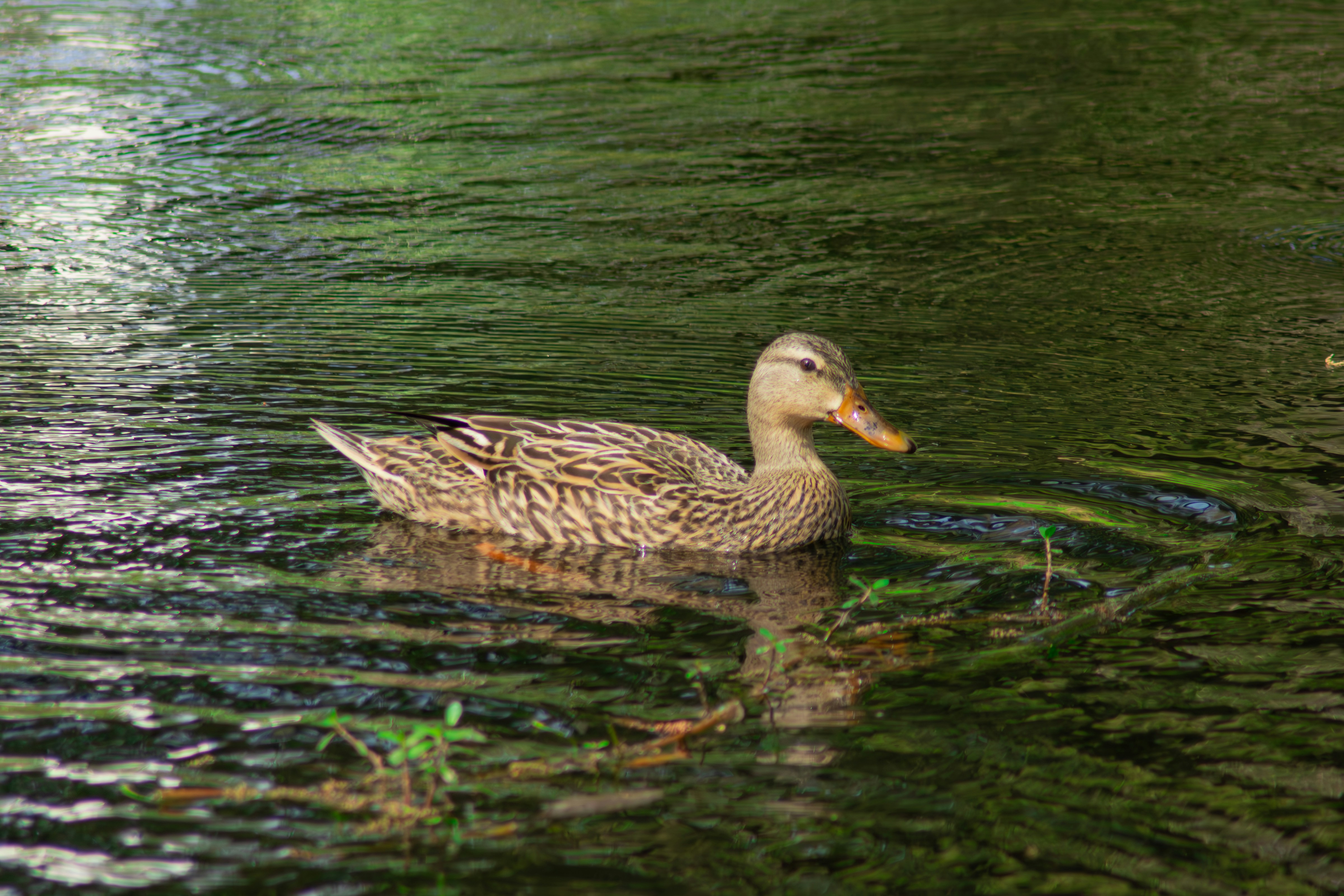 Photo by astro_civil