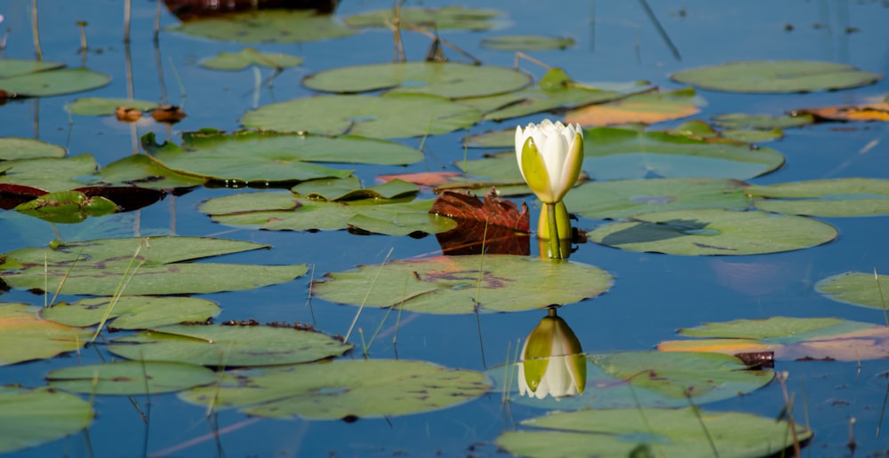 a white water lily in a pond with lily pads