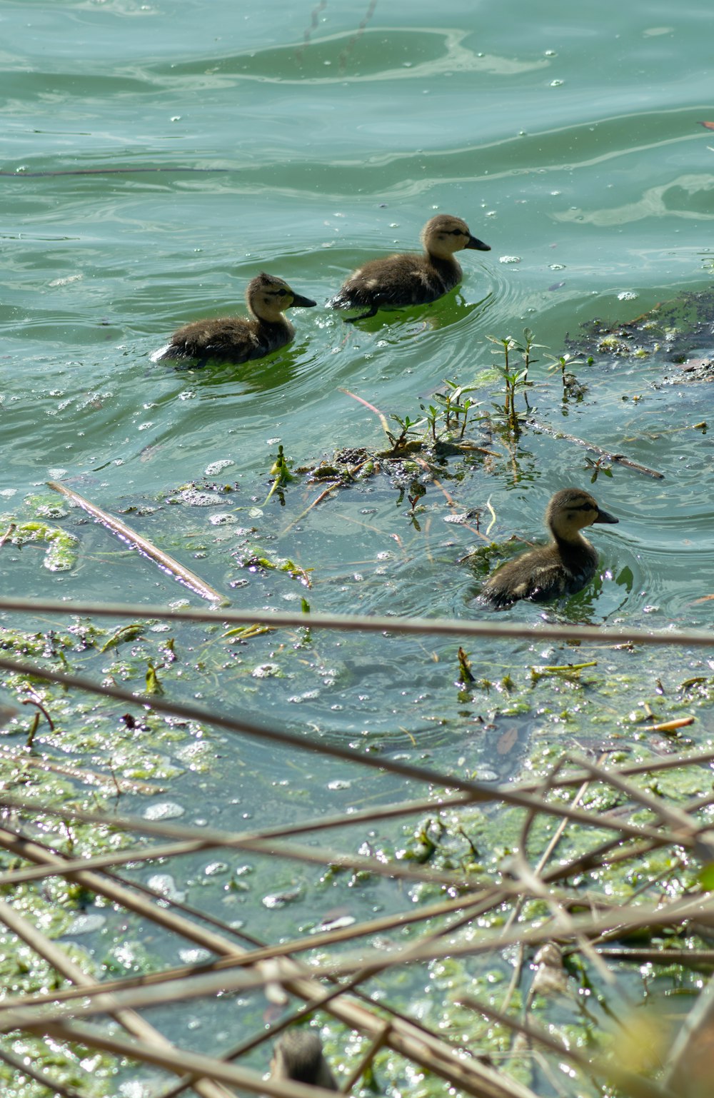 a group of ducks swimming on top of a body of water