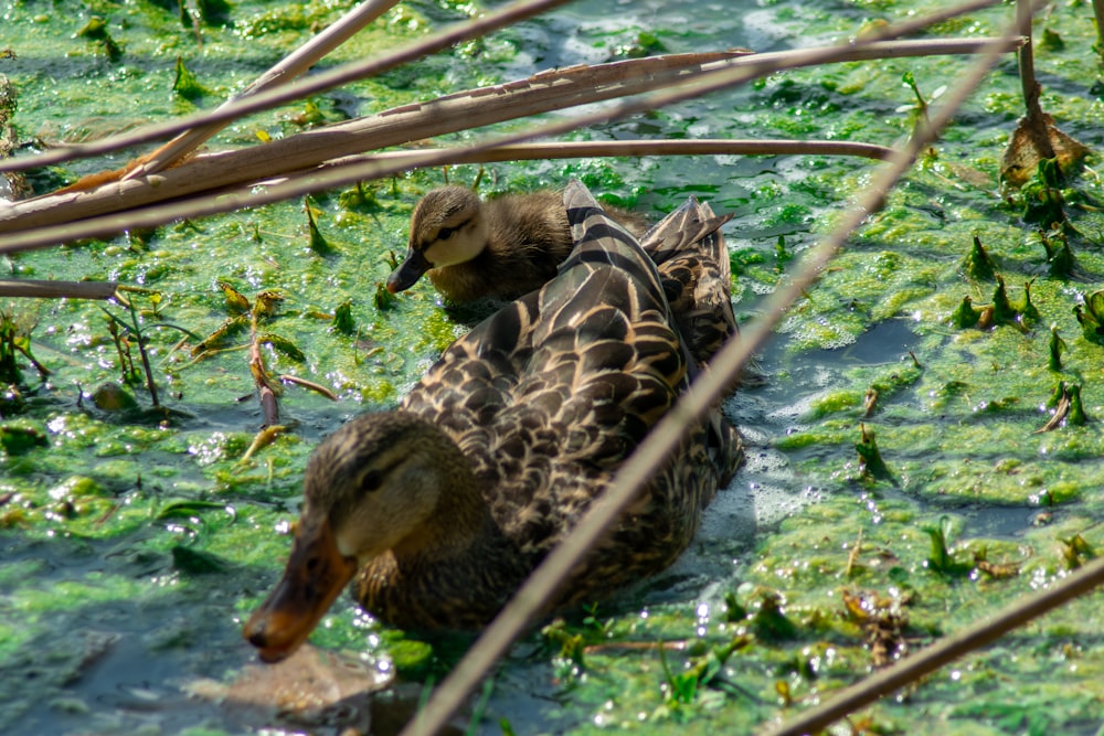 a couple of ducks sitting on top of a body of water