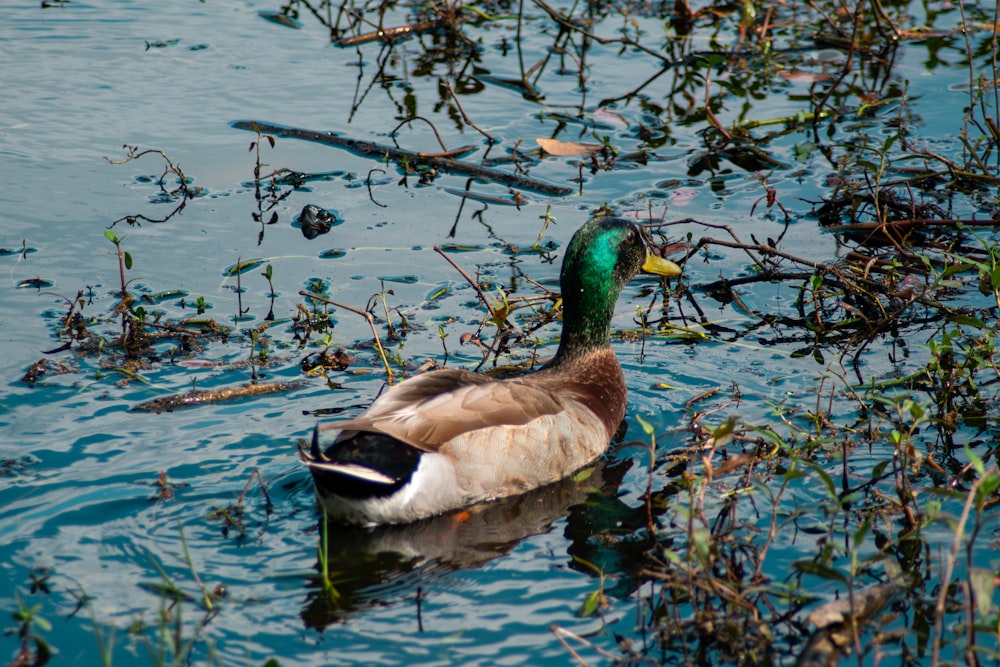 un pato flotando sobre un cuerpo de agua