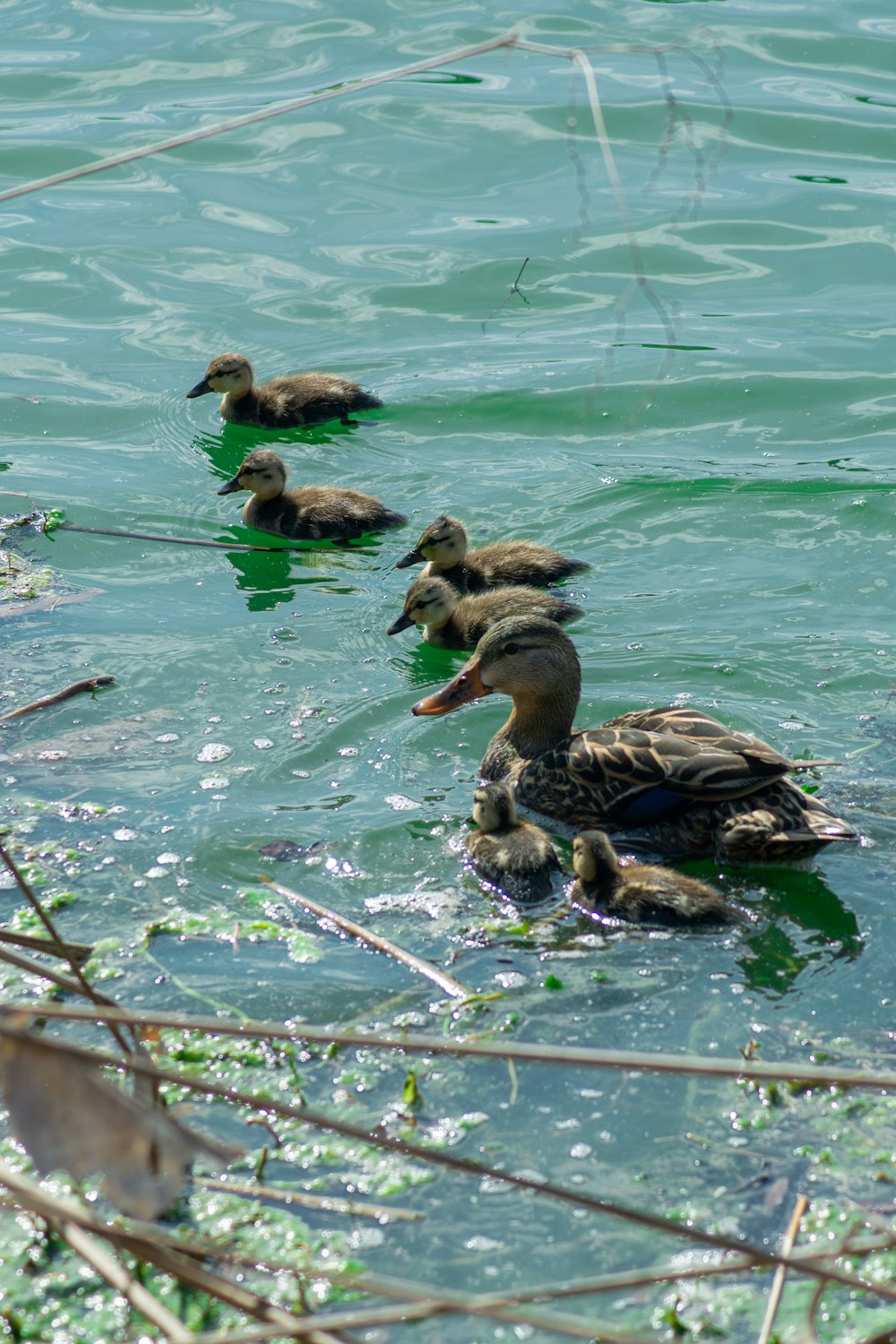 a group of ducks floating on top of a body of water