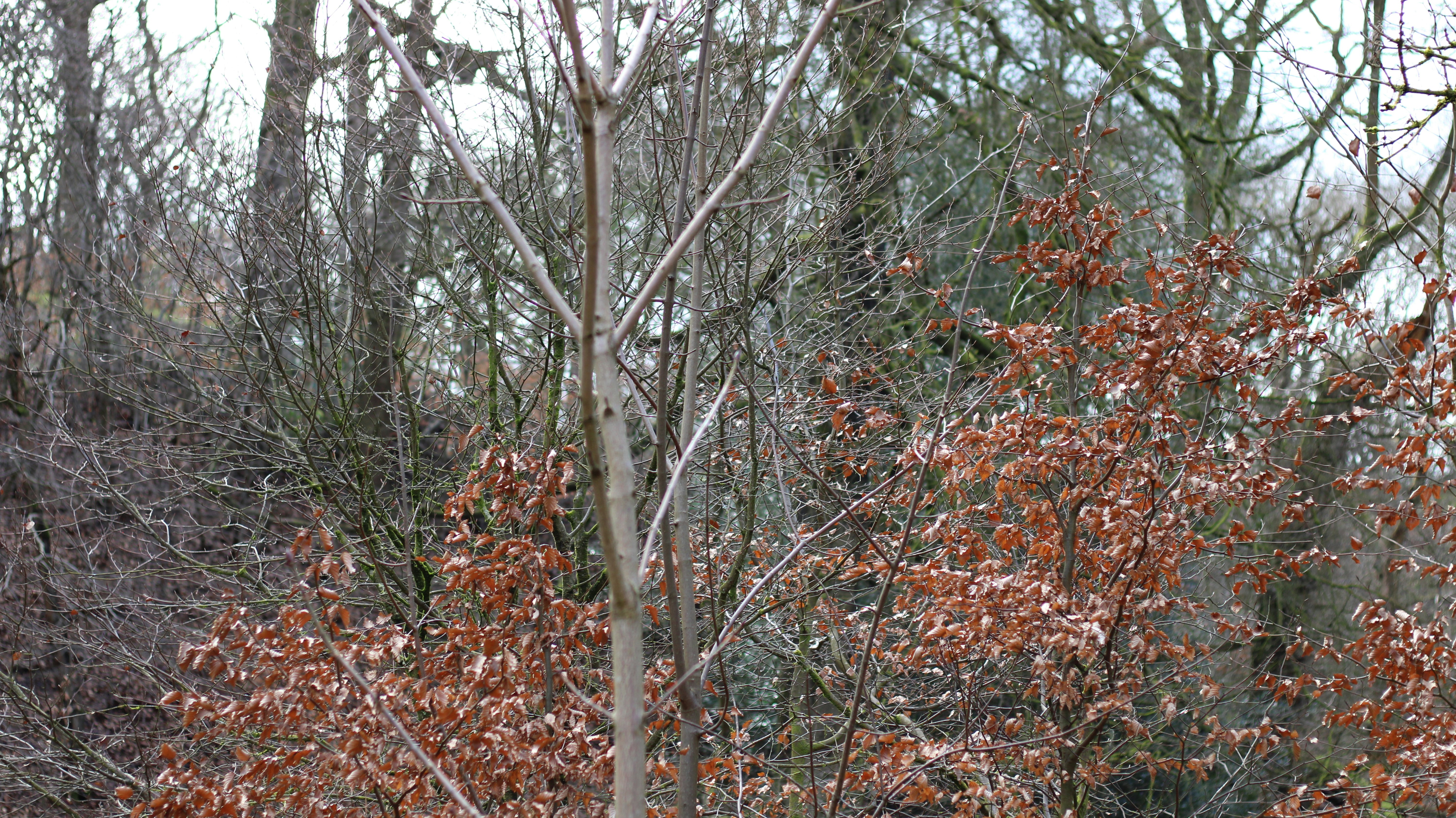 a tree with red leaves in a wooded area