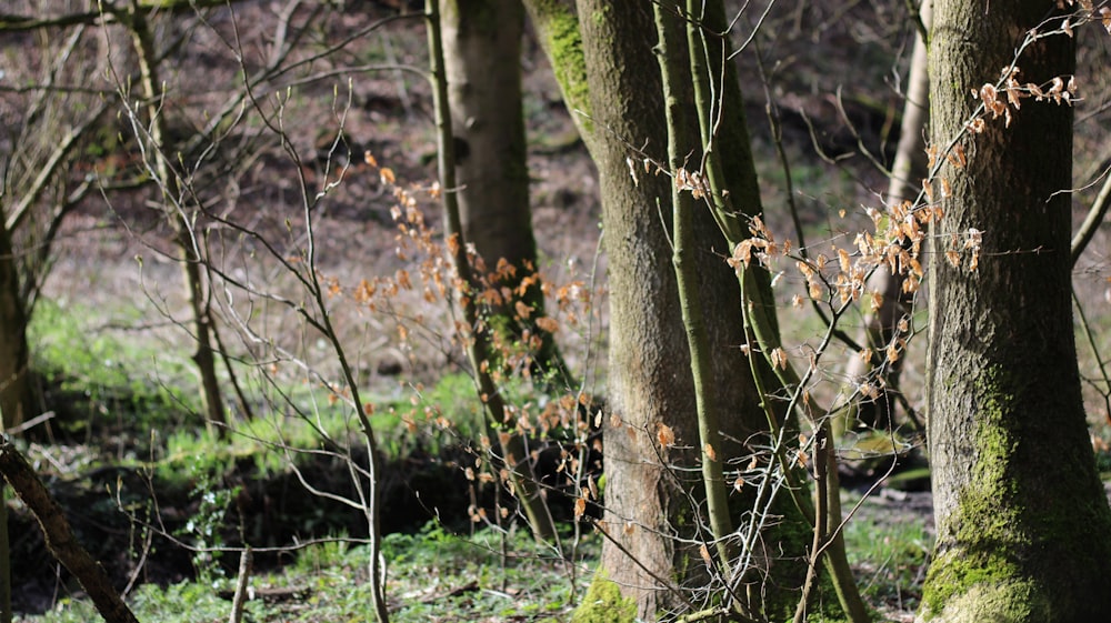 a group of trees with moss growing on them