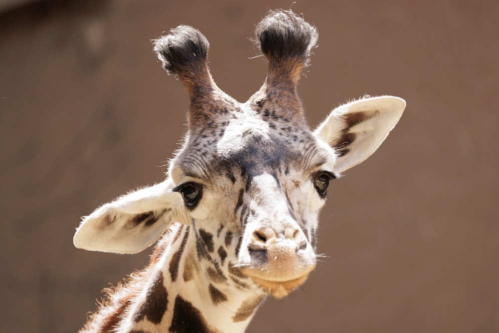 a close up of a giraffe's head and neck