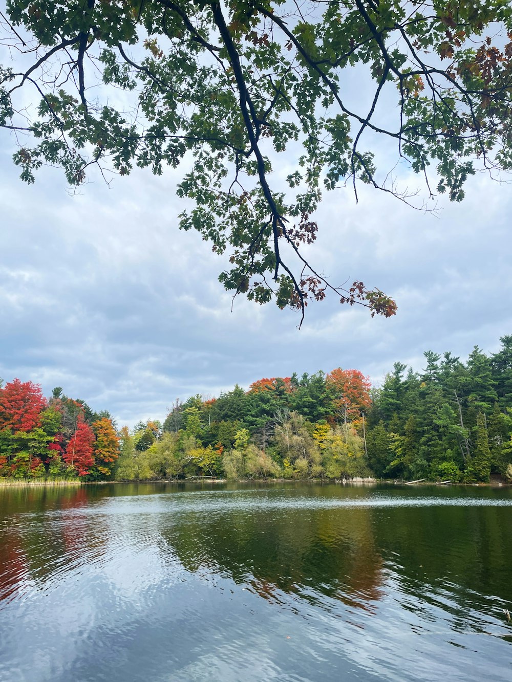 a body of water surrounded by trees in the fall