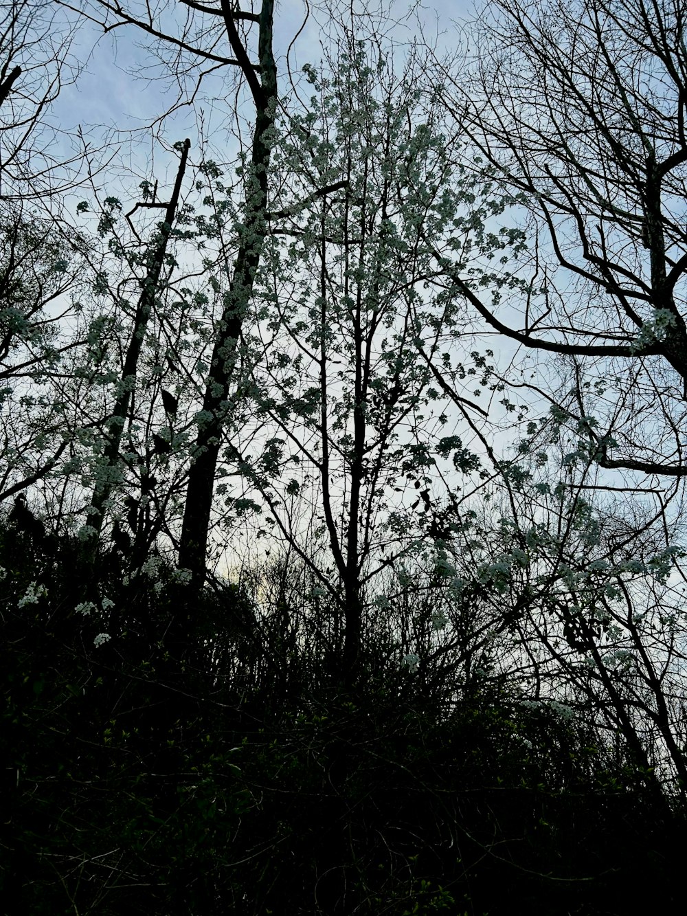 a black and white photo of trees with no leaves