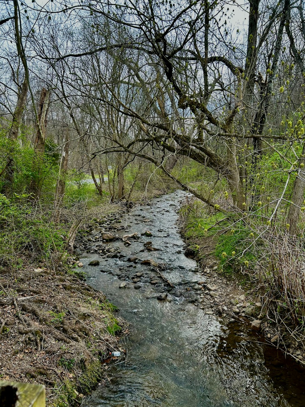 a stream running through a lush green forest