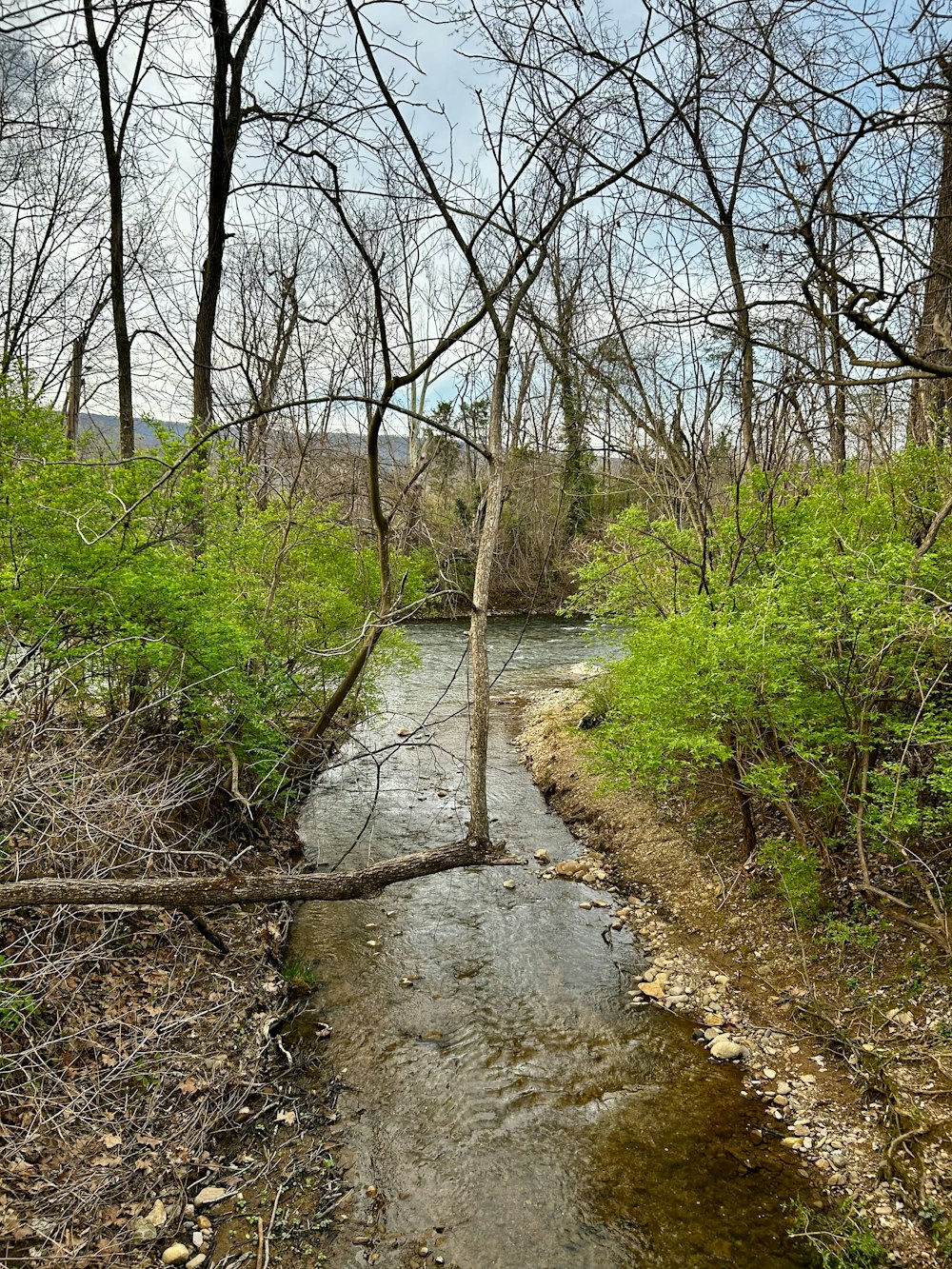 a small stream running through a forest filled with trees